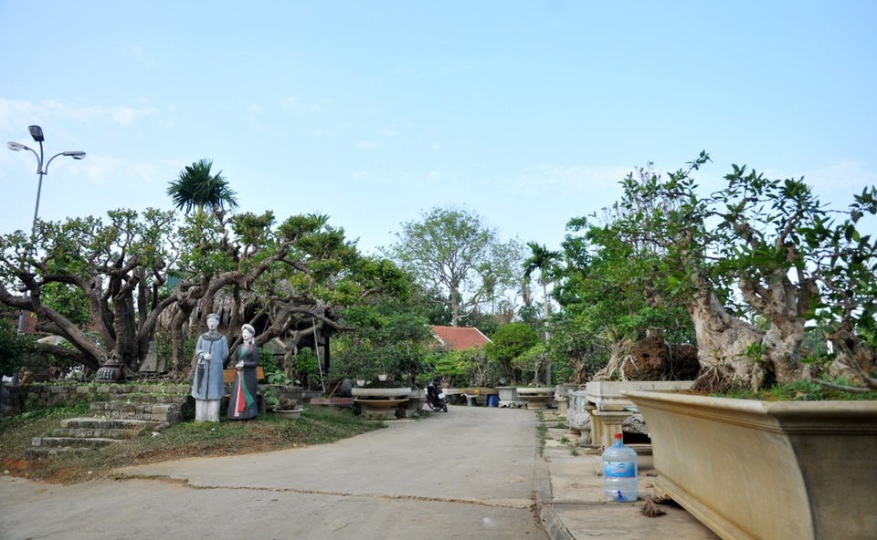 Vườn cảnh tiền tỷ của lão nông chơi cây nổi tiếng Hà thành - 2 
Khu vườn cây của ông Ngọ có đủ loại như sanh, sen đất, ngâu, tùng cho đến khế, ổi... Mỗi cây lại có một dáng, thế khác nhau. Đa phần các cây đều có tuổi đời lâu năm, được ông Ngọ lùng mua ở khắp mọi miền đất nước sau đó tự mình uốn thế, chỉnh sửa.