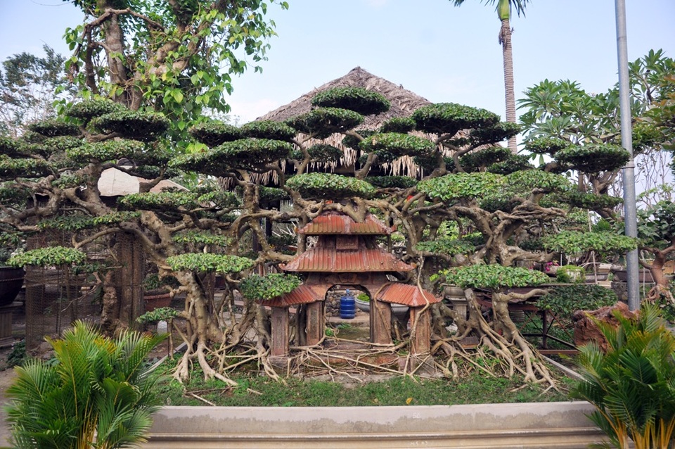 Vườn cảnh tiền tỷ của lão nông chơi cây nổi tiếng Hà thành - 13 Một cây sanh cổ thụ được thiết kế với tiểu cảnh gợi giống như một bức tranh về làng quê Việt.