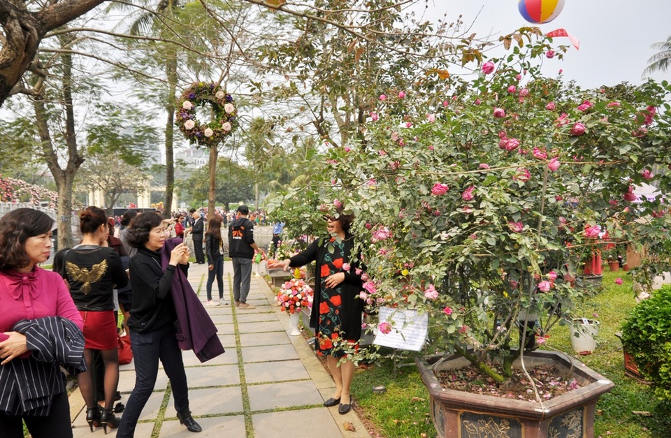 Bất lực bảo vệ Lễ hội hoa hồng - 1
Lễ hội hoa hồng đang diễn ra ở công viên Thống Nhất (Hà Nội) quy tụ hơn 300 loại hoa hồng trong và ngoài nước. Tuy nhiên ngay trong ngày đầu khai mạc, nhiều người tham dự đã tỏ ra thất vọng vì số lượng cũng như chất lượng hoa không được đẹp như giới thiệu.