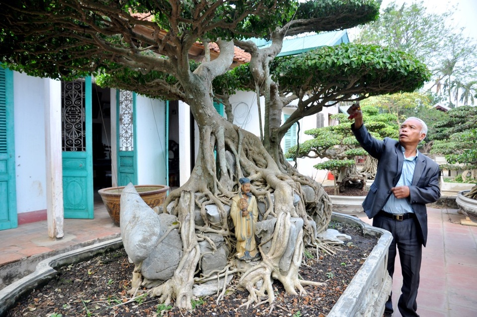 Vườn cảnh tiền tỷ của lão nông chơi cây nổi tiếng Hà thành - 10 
Cây có chiều cao gần 2m, gồm 10 tán xòe rộng từ cao xuống thấp. Gốc và thân cây nằm trên khối đá nhỏ kiến tạo hình rùa. Theo ông Ngọ cây hội tụ đủ 4 yếu tố “cổ - kỳ - mỹ - văn” của một cây cảnh đẹp. Đặc biệt, cây gây ấn tượng bởi bộ rễ tự nhiên, mọc thành từng chùm bao quanh khối đá mà không qua sự can thiệp của con người.