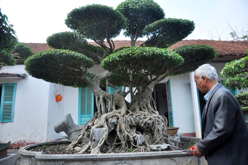 Vườn cảnh tiền tỷ của lão nông chơi cây nổi tiếng Hà thành - 9 
Cây sanh có dáng “song long thập toàn” với tuổi đời lên tới hơn 100 năm tuổi, có giá vào khoảng 3 tỷ đồng. Đây là một trong những cây được ông Ngọ coi là bảo bối trong vườn nhà mình.