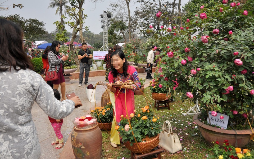 Bất lực bảo vệ Lễ hội hoa hồng - 4
Tại một khu trưng bày hoa hồng quý, một số du khách còn bê hoa, víu cành... khiến cánh hoa rụng trắng xuống nền đất.