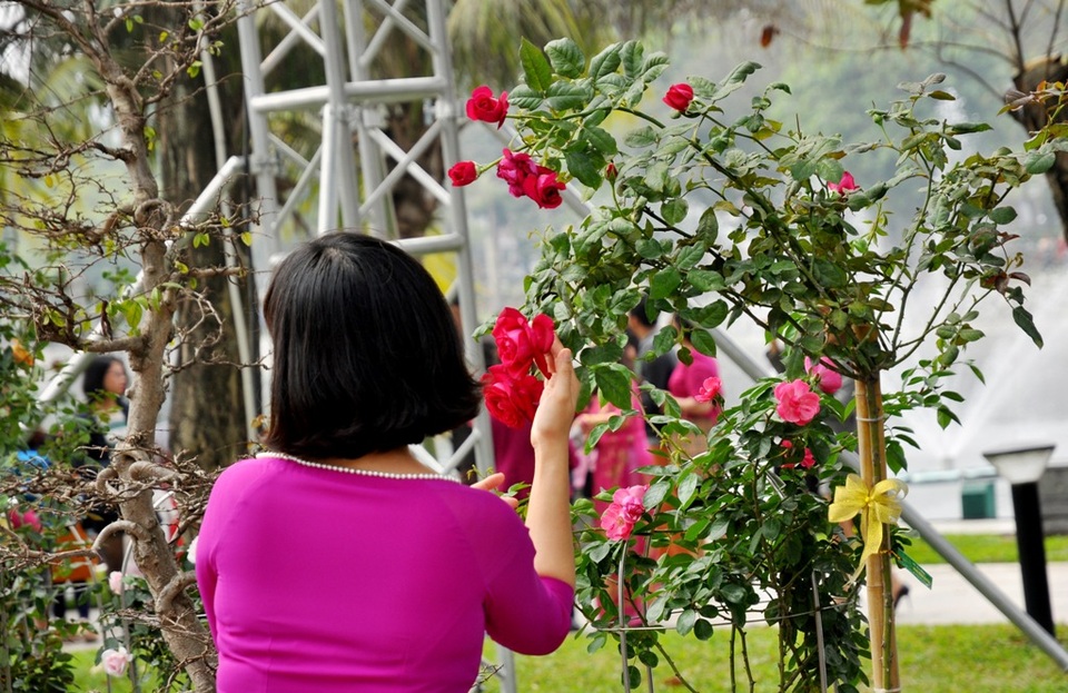 Bất lực bảo vệ Lễ hội hoa hồng - 6
Một người phụ nữ cố víu cành hồng để chụp ảnh