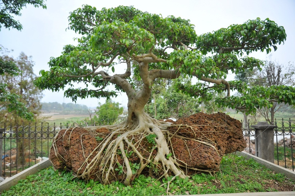 Vườn cảnh tiền tỷ của lão nông chơi cây nổi tiếng Hà thành - 12 Cây sanh có bộ rễ mọc tự nhiên trên khối đá ong được định giá vào khoảng 100 triệu đồng.
