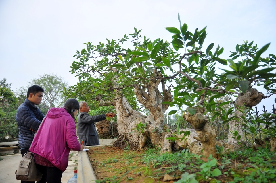 Vườn cảnh tiền tỷ của lão nông chơi cây nổi tiếng Hà thành - 11 
Một cây vối cổ thụ có hình dáng khá độc đáo. Cây có bộ rễ u bướu khá tự nhiên, 5 nhánh cây mọc lên tựa như những con rồng vươn lên khỏi mặt đất. Được biết giá của cây vối đặc biệt này cũng không dưới 300 triệu đồng.