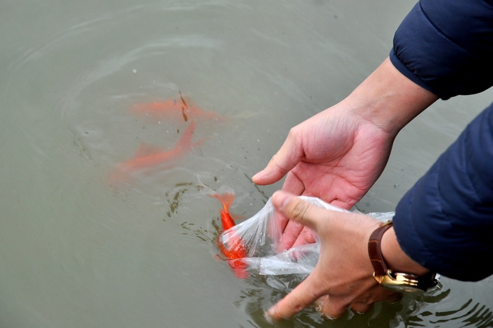 Nhà sư bám trụ hồ Tây xin rác người thả cá tiễn Táo quân - 10
Thả cá chép tiễn ông Công ông Táo về trời cũng là lúc tạm biệt cũ với bao buồn vui, được mất, là thời khắc cầu nguyện những điều tốt lành cho năm tới.