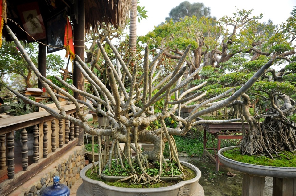 Vườn cảnh tiền tỷ của lão nông chơi cây nổi tiếng Hà thành - 7 
Một cây đại bonsai được đánh giá thuộc vào hàng hiếm có khó tìm. Cây có dáng long (rồng), từ gốc có hàng chục các tay cành đâm chồi, vươn lên.