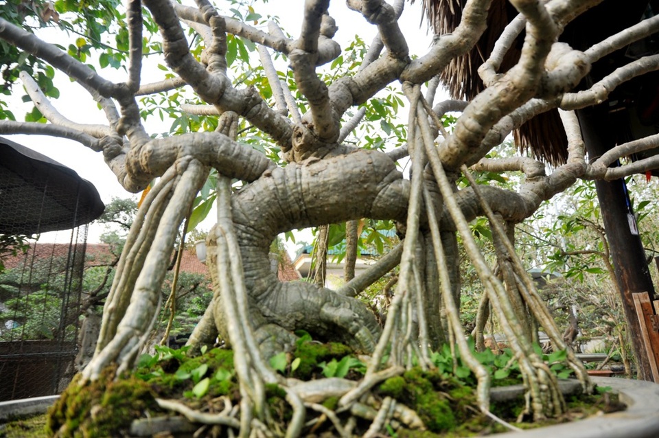 Vườn cảnh tiền tỷ của lão nông chơi cây nổi tiếng Hà thành - 8 
Vào hè, từ các ngọn cây mọc ra những chùm hoa đại trắng tỏa hương thơm dịu nhẹ, rất dễ chịu. Cây được ông Ngọ mua lại trong một cuộc triển lãm sinh vật cảnh với giá hơn 100 triệu đồng. Theo ông Ngọ, cây đại khá phổ biến trong tự nhiên nhưng đa phần là cây thân to, để tìm được một dáng bonsai với hình dáng lạ mắt, độc đáo như cây đại này thì rất hiếm. Hiện tại đã có khách trả giá 200 triệu đồng nhưng ông Ngọ chưa muốn bán mà muốn để lại chỉnh sửa cho hoàn thiện thêm.