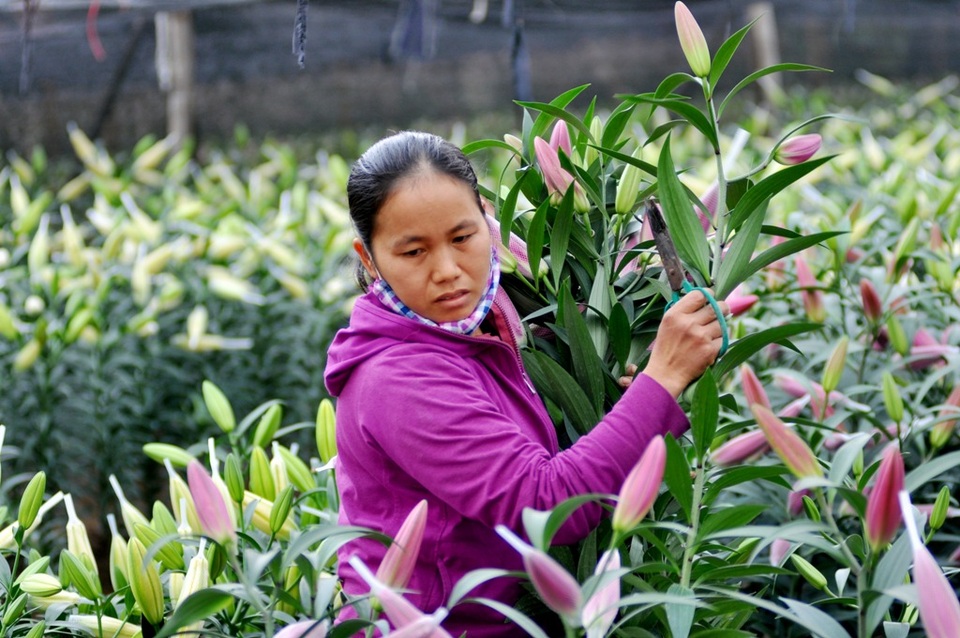 Tết Đinh Dậu, thêm một mùa hoa ly "mất trắng" - 5
Một củ giống hoa ly có giá từ 10.000 – 20.000 đồng, tùy theo màu sắc. Mỗi sào lại phải bỏ ra 40 – 60 triệu đồng tiền công chăm sóc, thuê ruộng. Nhiều chủ vườn nhẩm tính nếu bán mỗi cành ly với giá từ 50 – 60 nghìn đồng thì mới mong có lãi thu về.
