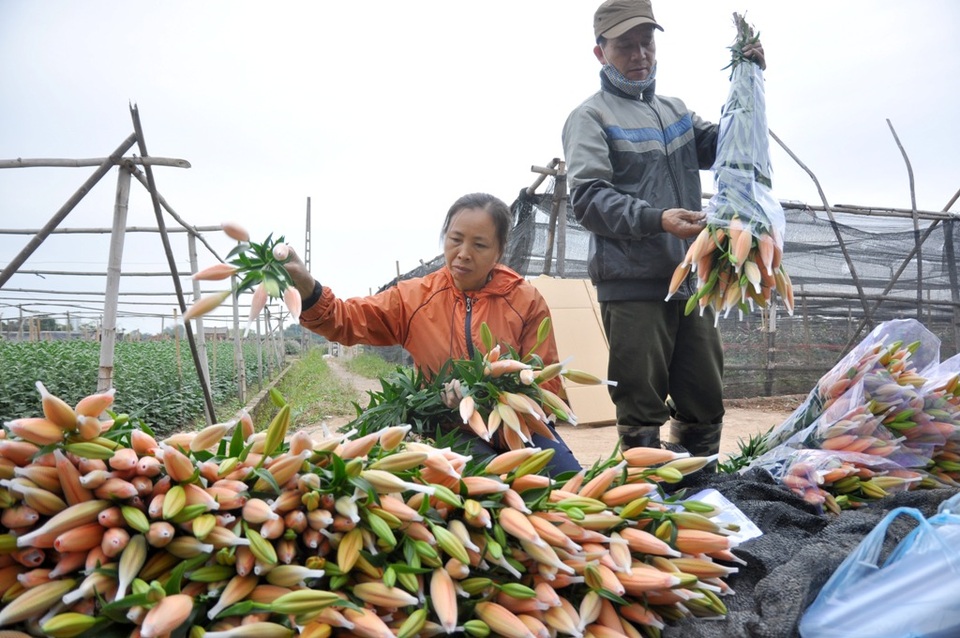 Tết Đinh Dậu, thêm một mùa hoa ly "mất trắng" - 6
Gia đình bà Lê Thị Hoa đang bó những cành ly chín sớm cho các lái buôn. Năm nay gia đình bà Hoa trồng 3 sào hoa ly, hiện tại chỉ còn chưa đầy 1 sào để dành bán Tết. Dù cận Tết giá hoa tăng song bà Hoa ước tính mình vẫn phải bù lỗ khoảng 100 triệu đồng cho vụ ly năm nay.