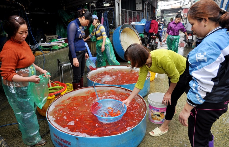Chợ cá lớn nhất Hà Nội nhộn nhịp trước ngày ông Công ông Táo - 1
Nằm sát đường vành đai 3 (quận Hoàng Mai, Hà Nội), chợ cá Yên Sở được xem là chợ cá đầu mối lớn nhất Hà Nội. Từ vài ngày trước 23 tháng Chạp, không khí buôn bán sôi động hẳn lên, đặc biệt là các gian hàng bán cá chép đỏ phóng sinh.