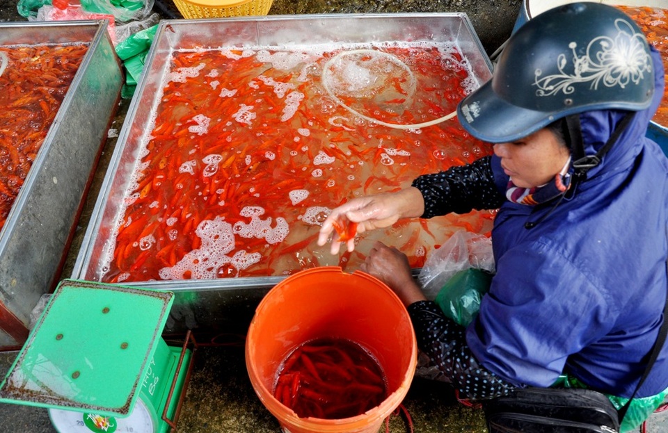 Chợ cá lớn nhất Hà Nội nhộn nhịp trước ngày ông Công ông Táo - 2
Cá chép đỏ bán tại chợ Yên Sở chủ yếu được các lái buôn nhập từ Phú Thọ, Hải Dương, Nam Định, Thái Bình… Trong đó, phổ biến nhất là hai loại cá chép ta con nhỏ, thon, màu vàng cam và loại chép đỏ, vây cờ với giá bán giao động từ 130 – 150 nghìn đồng/kg.