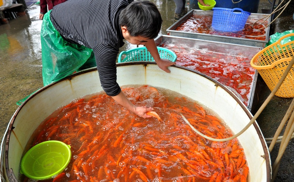 Chợ cá lớn nhất Hà Nội nhộn nhịp trước ngày ông Công ông Táo - 6
Anh Đào Bá Hiển (tiểu thương ở chợ) cho biết, do giá cao nên người đi mua cũng nhập hạn chế để thăm dò thị trường. “Mọi năm thời điểm này, lượng người mua bán đã rất sôi động nhưng năm nay có vẻ vắng vẻ hơn nhiều. Có lẽ, do ngày ông Công ông Táo vào ngày thường nên người mua vẫn có tâm lý chờ đợi. Hy vọng, sát ngày lễ tình hình được cải thiện hơn”, anh Hiển nói.