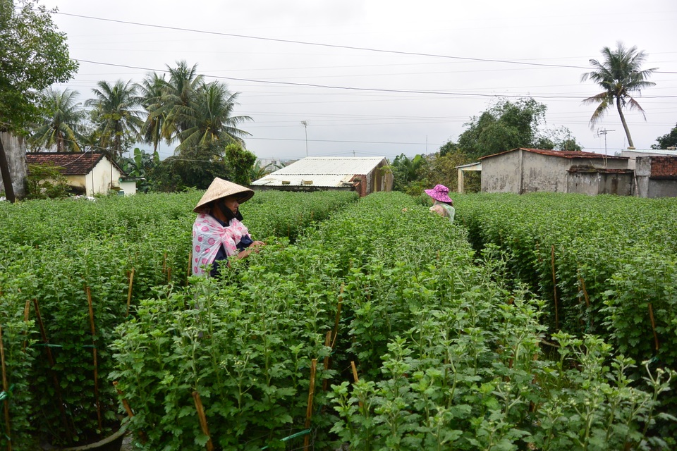 Nhà vườn cấp tập “thúc” hoa cho kịp Tết - 1 Mặc dù đã gần đến Tết Nguyên đán nhưng các vườn hoa cúc vẫn ngậm nụ