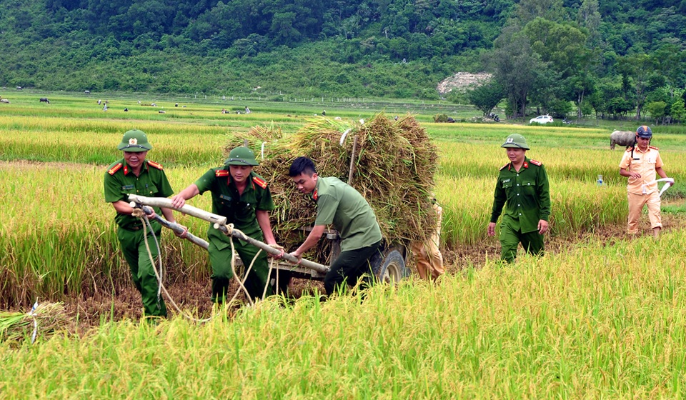 Công an giúp dân gặt lúa chạy bão - 4 Công an giúp dân gặt lúa chạy bão - 4