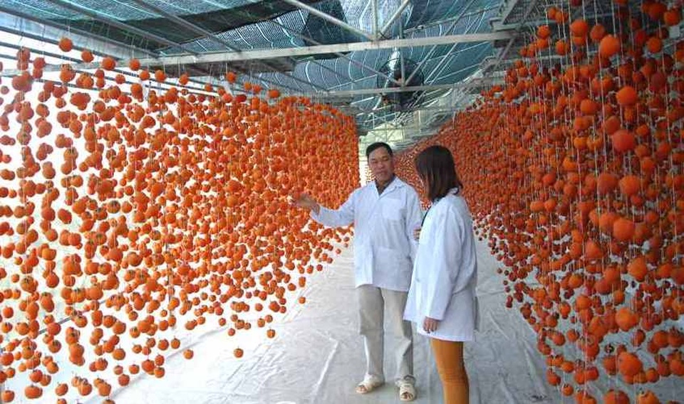 Hồng sấy treo Đà Lạt nửa triệu đồng một kg hút hàng dịp Tết - 3
Sau đó trái hồng được treo lên để khô tự nhiên