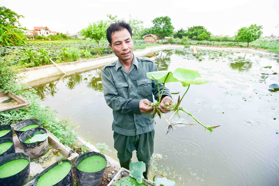 Chân dung anh Hạnh - chủ vườn sen nổi tiếng với trên 10 loại hoa quý