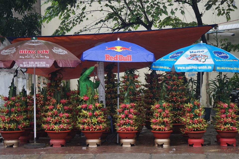 Sắc xuân tràn ngập trên thành Vinh - 6 Sắc xuân tràn ngập trên thành Vinh - 6