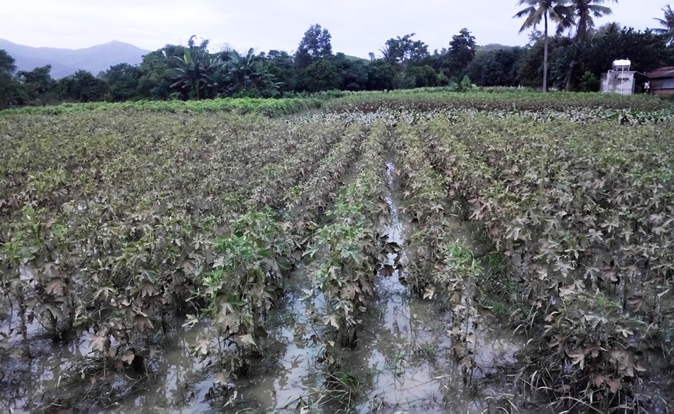 Hàng nghìn con gia súc, gia cầm bị lũ cuốn trôi - 2 Hoa màu của người dân tại xã Ninh Sơn (thị xã Ninh Hòa, Khánh Hòa) bị nước lũ quây tan hoang vào đêm 1/11
