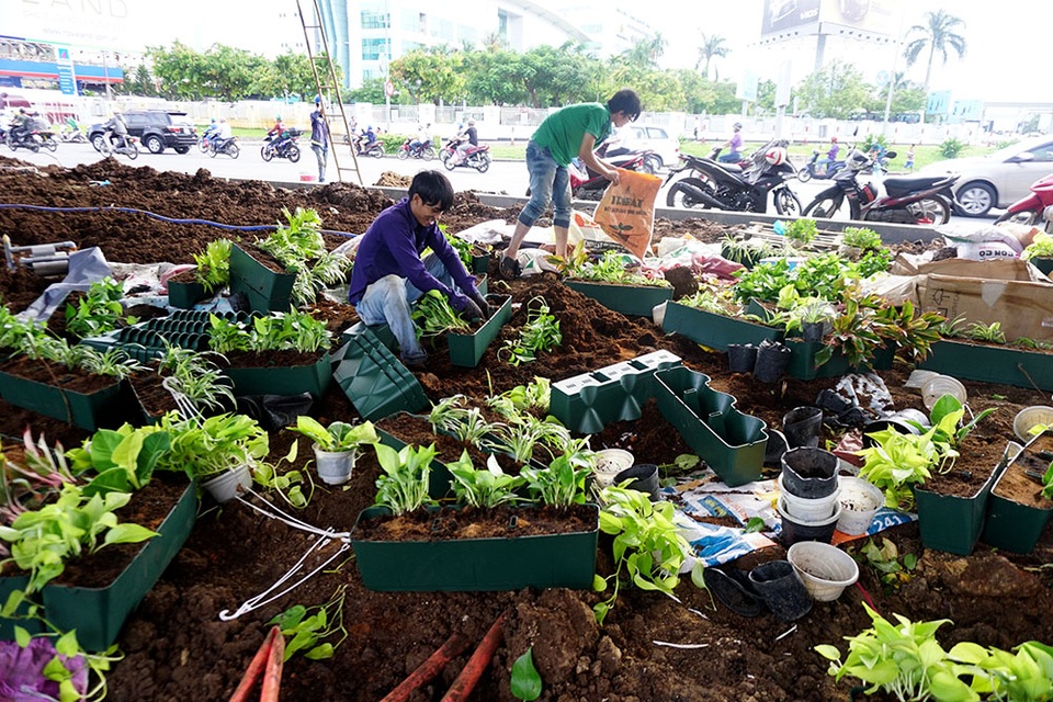 Công nhân thi công cây xanh, tiểu cảnh dưới gầm cầu vượt.