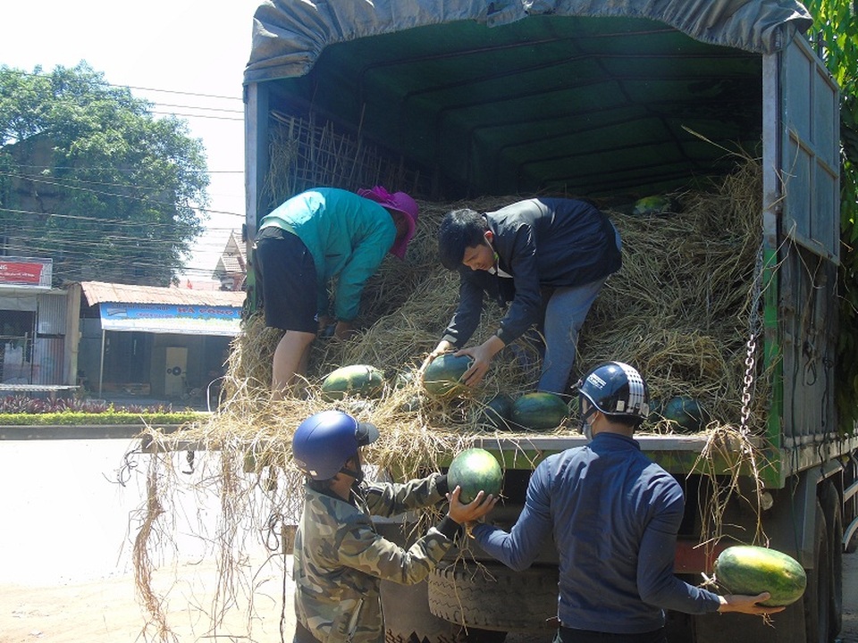 Quảng Bình: Căng mình giữa nắng nóng “giải cứu” dưa hấu cho nông dân Quảng Ngãi - 3 Quảng Bình: Căng mình giữa nắng nóng “giải cứu” dưa hấu cho nông dân Quảng Ngãi - 3