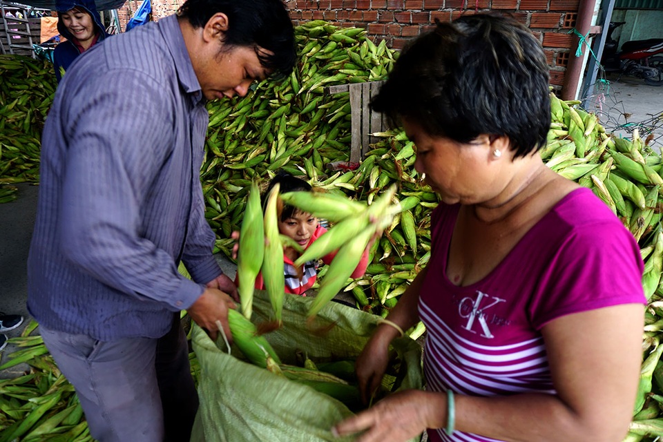 Bên trong chợ bắp lớn nhất Sài Gòn - 1 Chợ bắp, hay còn được người dân gọi với tên chợ bắp ngã ba Bầu nằm trên đường Trịnh Thị Miếng, xã Thới Tam Thôn, huyện Hóc Môn, TPHCM.