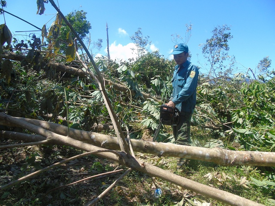 Tại huyện Bố Trạch, người trồng cao su đang cố gắng cắt bỏ những cây bị gãy, dựng lại những cây cao su bị đổ, bật gốc để khôi phục sản xuất