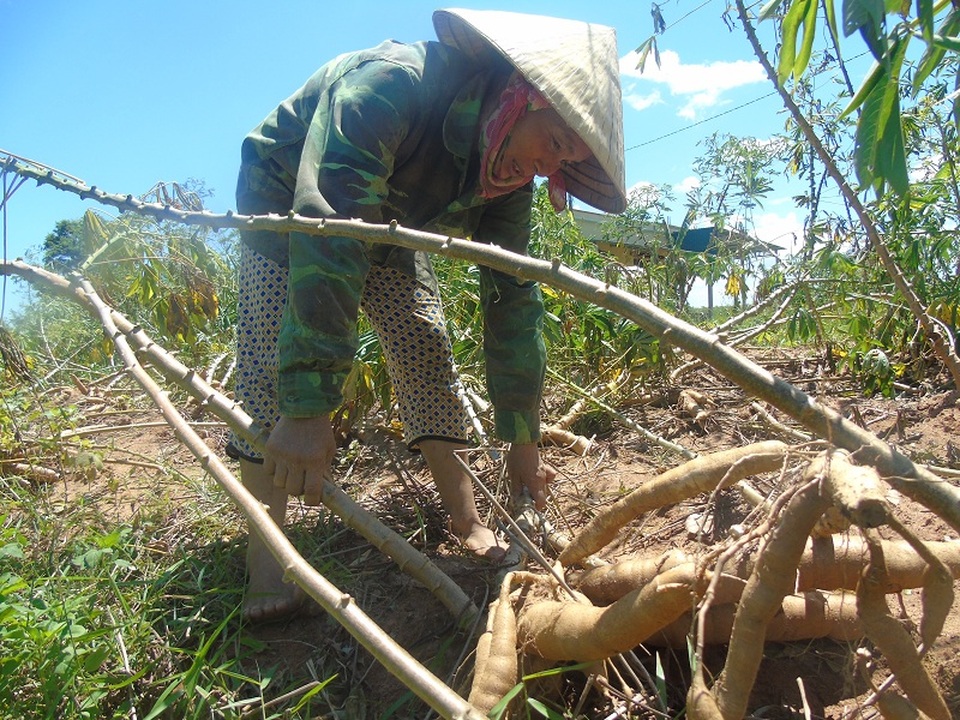 Những người nông dân tại huyện Bố Trạch tranh thủ thu hoạch sắn bị đổ do bão tránh thiệt hại nặng hơn
