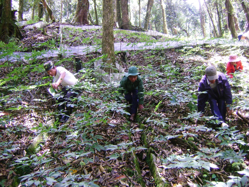 Lần đầu tiên tổ chức hội chợ sâm núi Ngọc Linh - 1 Vườn sâm do người dân trồng trên núi Ngọc Linh