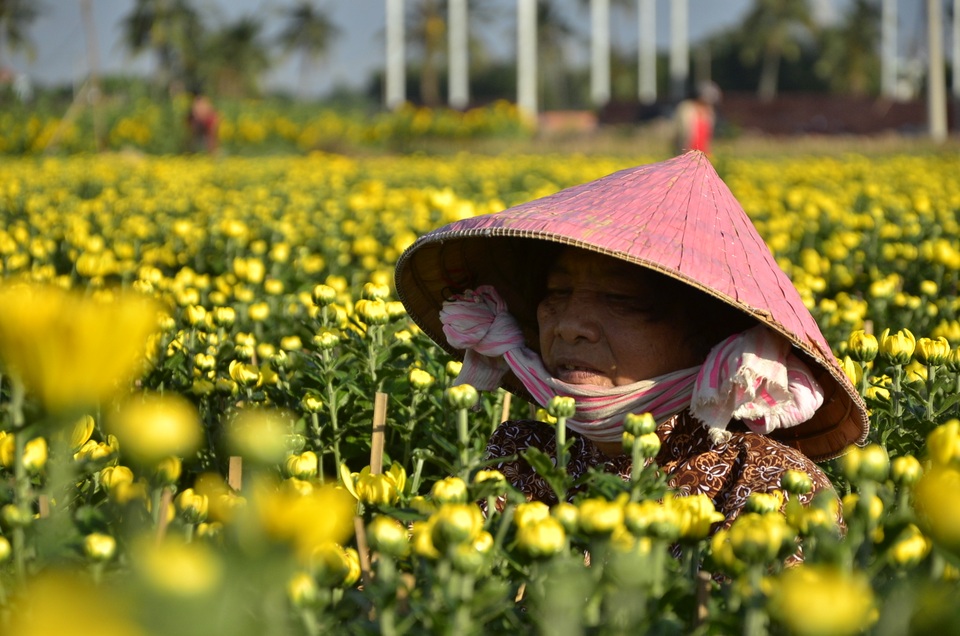 Làng hoa khoe sắc chờ Tết - 3 Làng hoa khoe sắc chờ Tết - 3