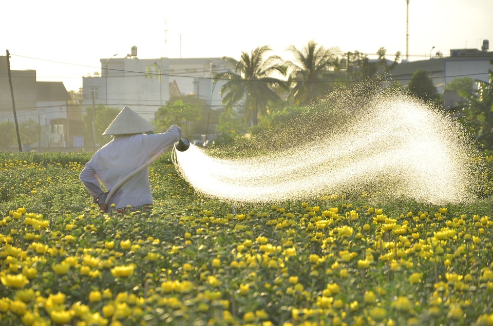 Làng hoa khoe sắc chờ Tết - 4 Người trồng hoa tất bật chăm sóc những luống hoa trước ngày xuất bán
