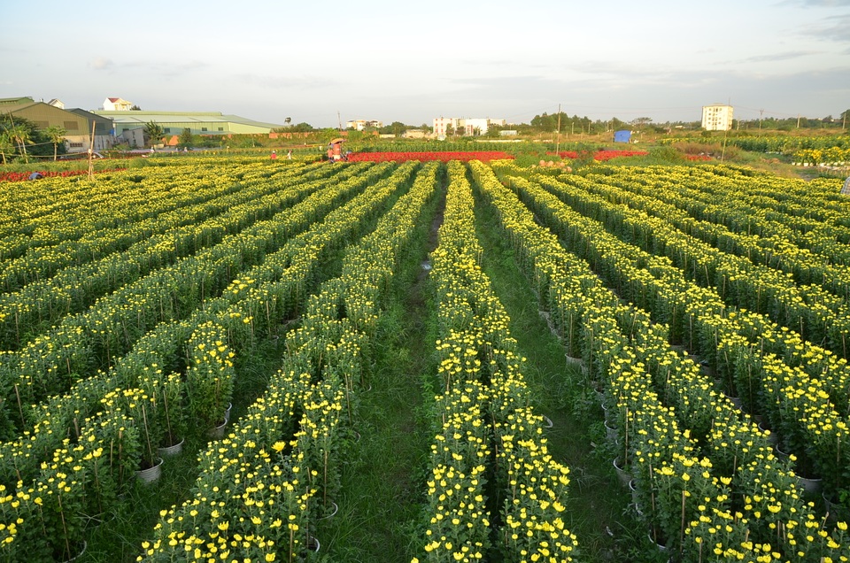 Làng hoa khoe sắc chờ Tết - 1 Làng hoa khoe sắc chờ Tết - 1