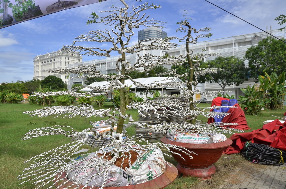 Cặp khế “khủng” tăng giá 5 tỷ đồng sau 2 năm - 8
Cặp kim quýt. Theo nghệ nhân Ba Hùng kim quýt là cây cực kỳ chậm lớn, để có được cặp cây như trong ảnh là không dưới 200 năm.