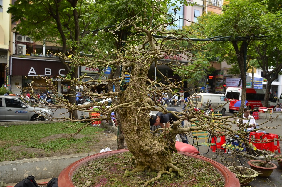 Mai vàng 200 năm tuổi được ra giá 2,7 tỷ đồng - 2 Mai vàng 200 năm tuổi được ra giá 2,7 tỷ đồng - 2