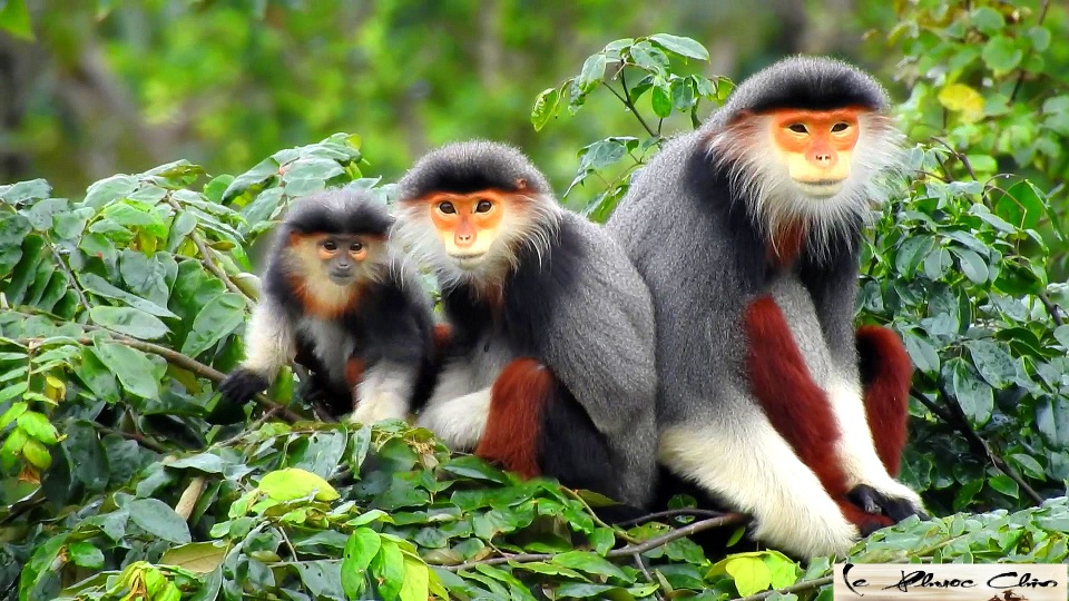 Gia đình voọc chà vá chân nâu ở núi Sơn Trà