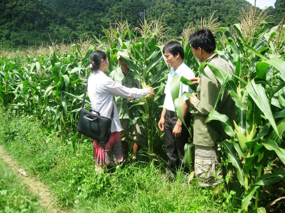 Quảng Bình: Hàng chục cán bộ tri thức trẻ… bơ vơ khi kết thúc dự án - 3 Nhóm cán bộ tri thức trẻ 30a đang hướng dẫn bà còn chăm sóc ngô