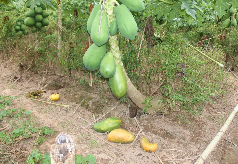 Do đu đủ rớt giá thê thảm nên nhiều người dân bỏ đủ đủ chín rục ngoài vườn