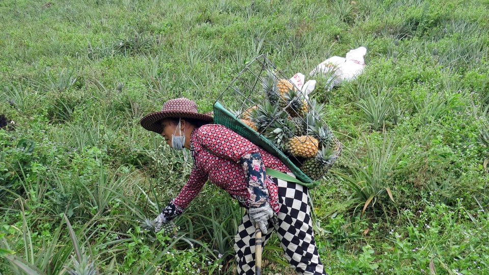 Thu nhập vài trăm triệu mỗi năm nhờ trồng dứa - 1 Thu nhập hàng trăm triệu đồng nhờ trồng dứa