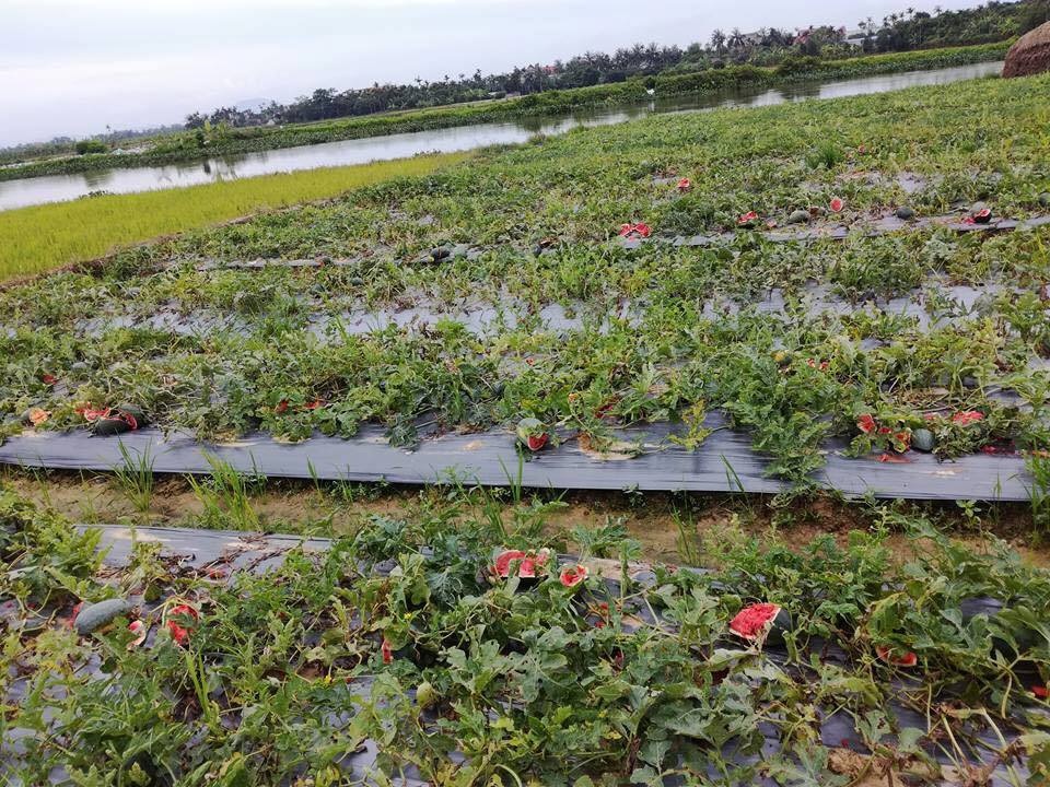 Nhiều ruộng dưa hấu bị phá nát trong đêm - 3
Những ruộng dưa nát bấy khiến người nông dân phẫn nộ, xót xa.