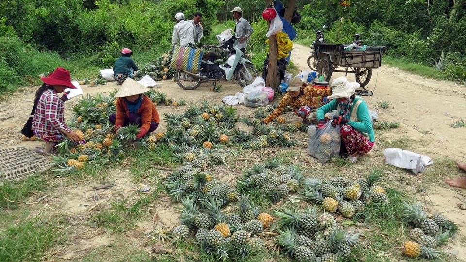 Thu nhập vài trăm triệu mỗi năm nhờ trồng dứa - 3 Mặc dù đem lại lợi nhuận cao nhưng đến nay nông dân phải tự tìm đầu ra để tiêu thụ nên giá cả rất bấp bênh.