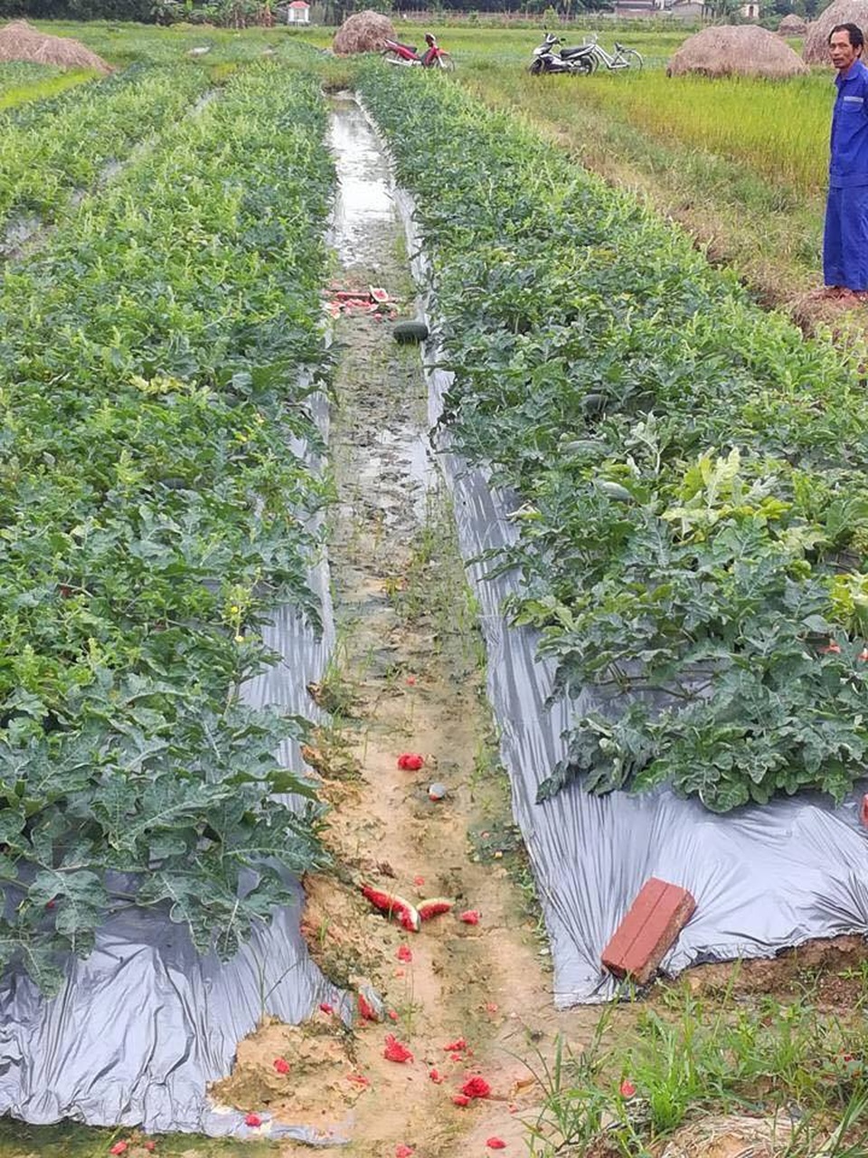 Nhiều ruộng dưa hấu bị phá nát trong đêm - 1 Nhiều quả dưa bị kẻ xấu đập nát tại ruộng
