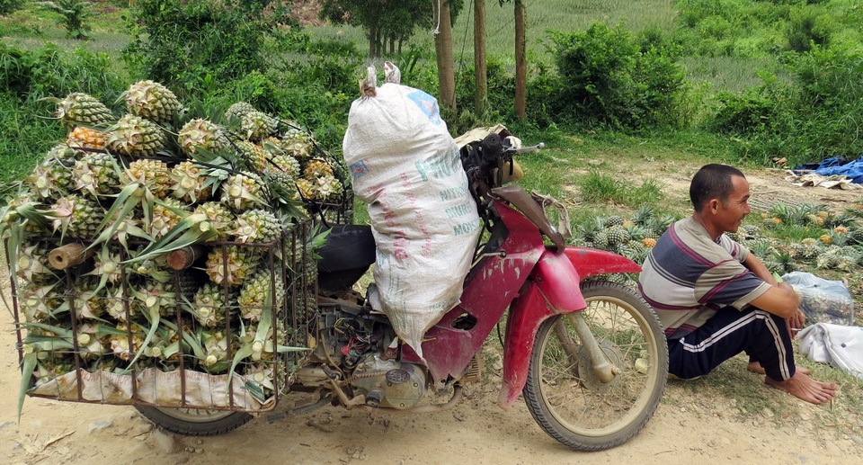 Thu nhập vài trăm triệu mỗi năm nhờ trồng dứa - 4
Dứa mang thương hiệu Đồng Din ngọt, thanh nên được thương lái rất ưa chuộng