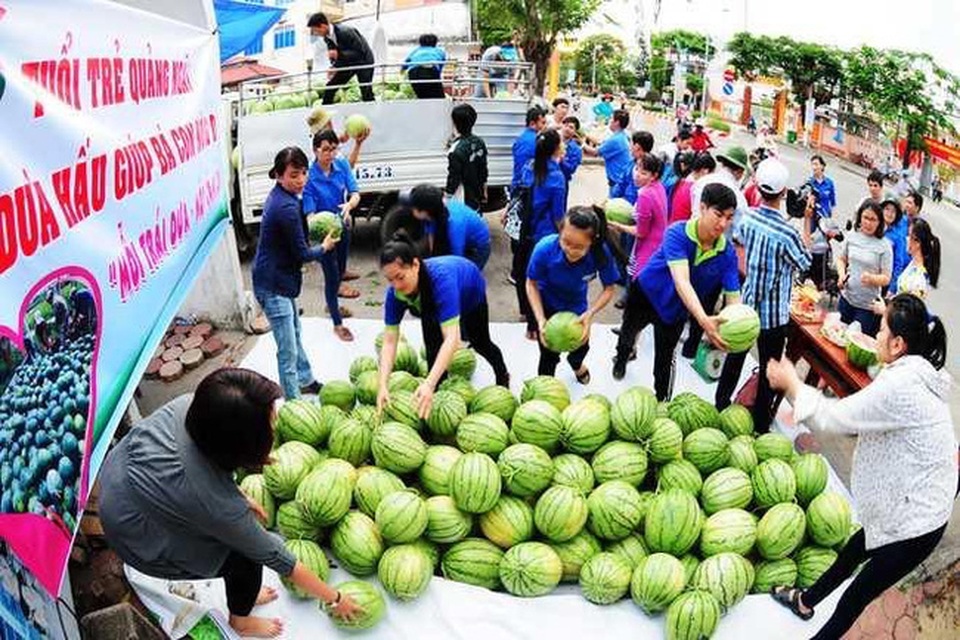 Dưa hấu Nhật trồng đất Việt đắt hơn 20 lần dưa hấu Quảng Ngãi - 4 Những chiến dịch giải cứu dưa hấu Quảng Ngãi tiếp tục được thực hiện năm thứ 2 liên tiếp tại nhiều địa phương, trong đó có Hà Nội, TP.HCM và Đà Nẵng.
