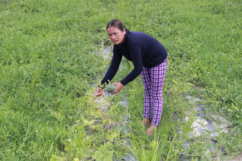 Trắng tay vì dưa hấu gần thu hoạch bỗng úng rễ, thối trái - 2 Nông dân đau lòng khi bỏ cả vườn dưa hư hỏng