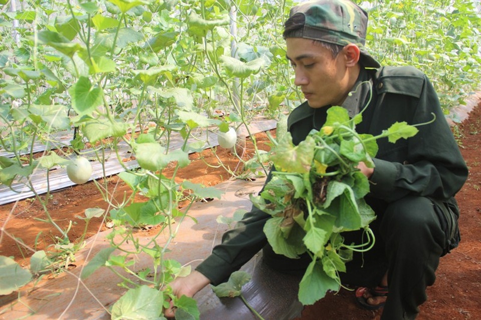 Quảng Trị: Chàng trai 9X tiên phong trồng dưa lưới hiệu quả trên vùng đất đỏ - 1 Chàng trai trẻ đã xây dựng mô hình dưa lưới công nghệ cao và bước đầu đem lại hiệu quả