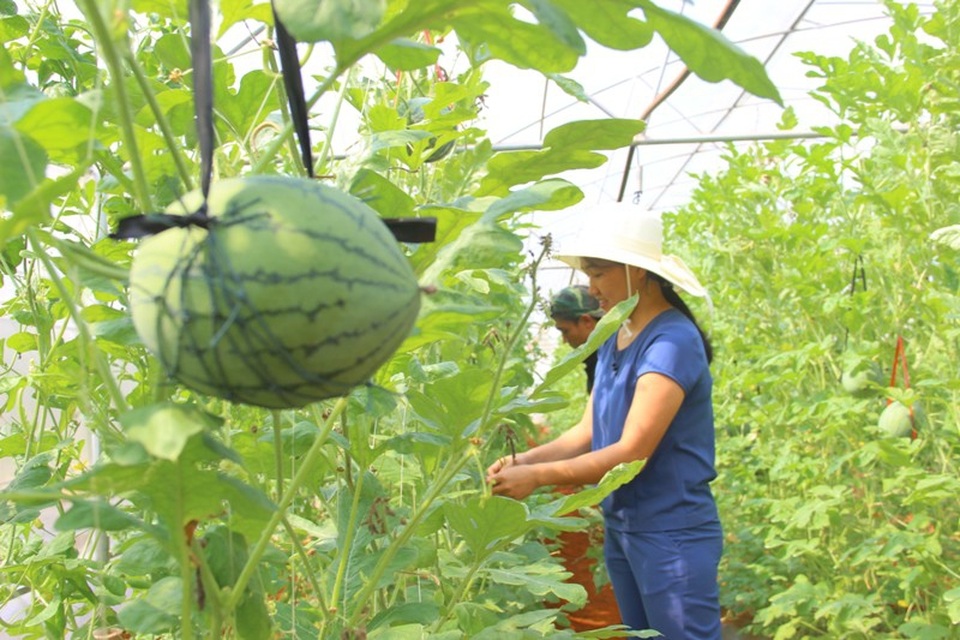 Quảng Trị: Chàng trai 9X tiên phong trồng dưa lưới hiệu quả trên vùng đất đỏ - 3 Thanh niên trẻ đã tiên phong phát triển mô hình nông nghiệp, mở ra hướng phát triển mới cho bà con nông dân