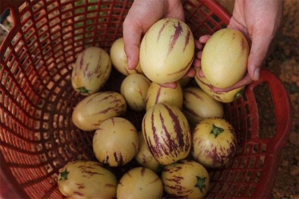 Thu hoạch dưa Pepino