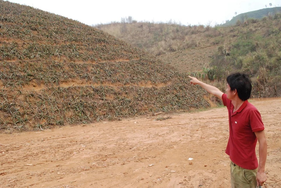 Hàng trăm tấn dứa bị thối do ô nhiễm khói nhà máy - 6
Một đồi dứa đang chín của một nhà dân bị mất trắng.