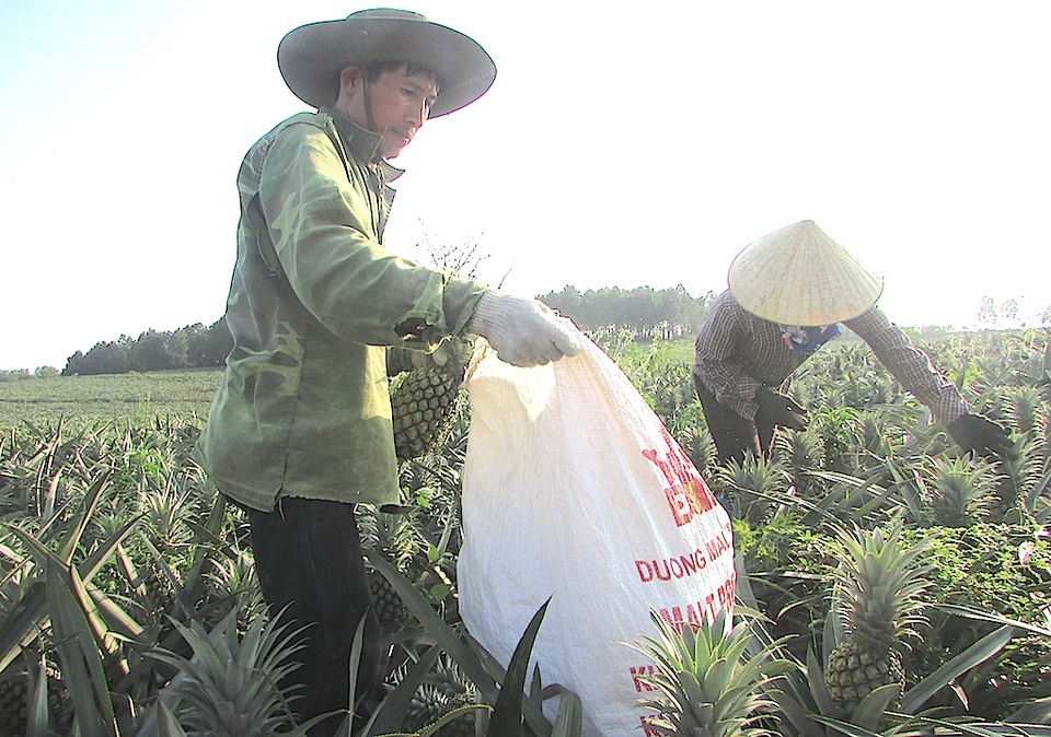Ông “vua” đất dứa kể chuyện làm giàu - 1 Công nhân của ông Tiến đang thu hoạch dứa trên đồng (Ảnh: Như Sương)