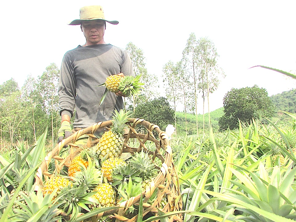 Ông “vua” đất dứa kể chuyện làm giàu - 3 Ông “vua” đất dứa kể chuyện làm giàu - 3